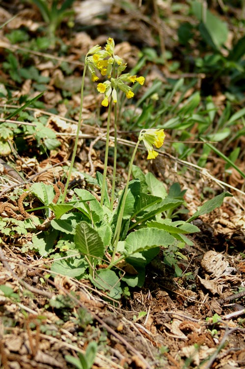 Primula veris / Primula odorosa