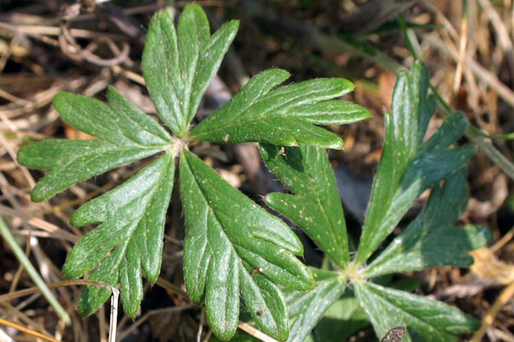 Potentilla argentea / Potentilla argentata