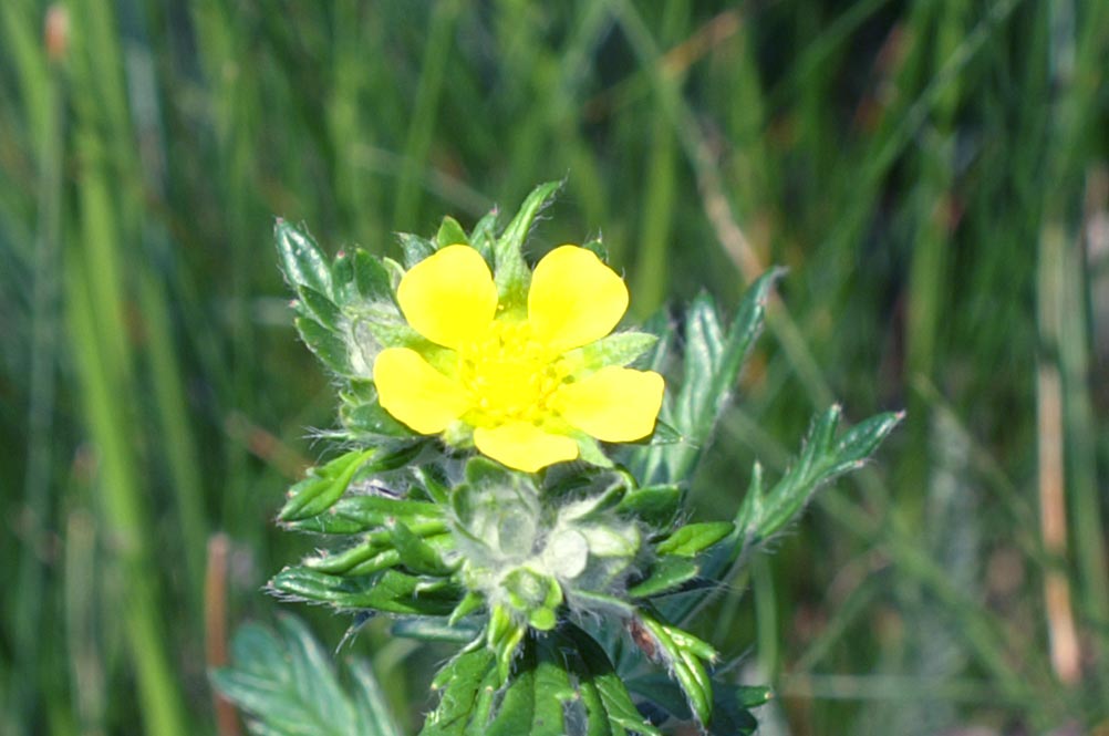 Potentilla argentea / Potentilla argentata