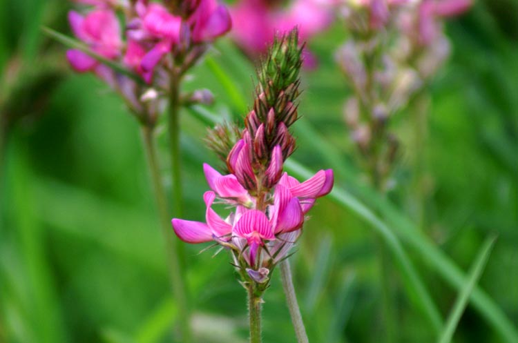 Onobrychis cfr. viciifolia / Lupinella