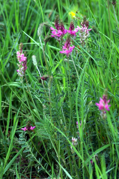 Onobrychis cfr. viciifolia / Lupinella