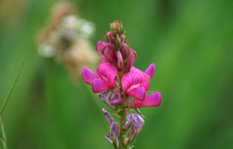 Onobrychis cfr. viciifolia / Lupinella