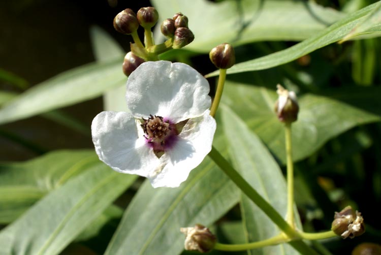 Sagittaria sagittifolia / Sagittaria comune