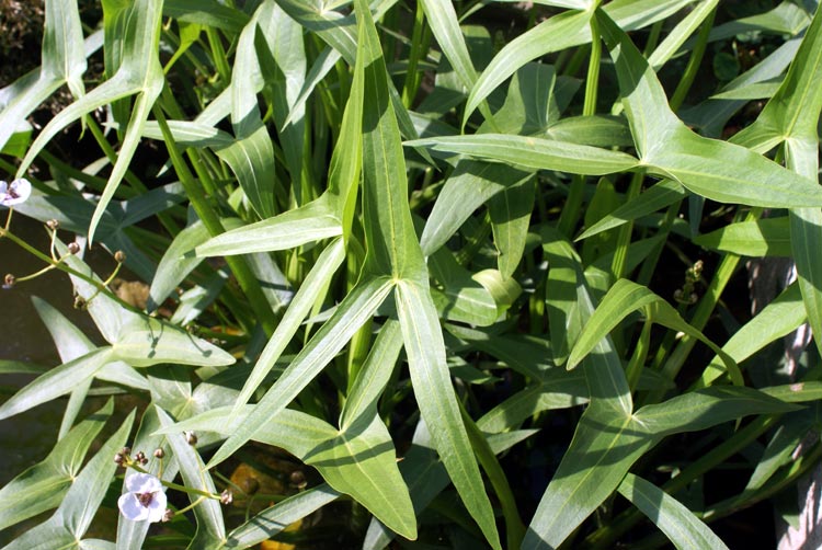 Sagittaria sagittifolia / Sagittaria comune