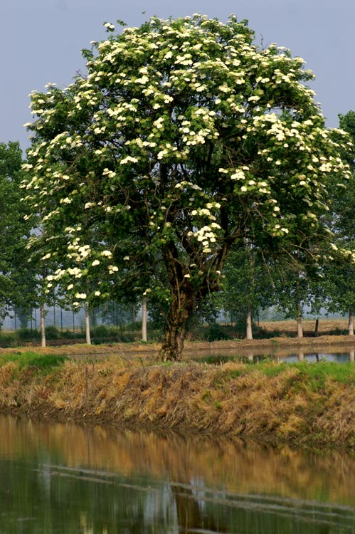 Sambucus nigra / Sambuco