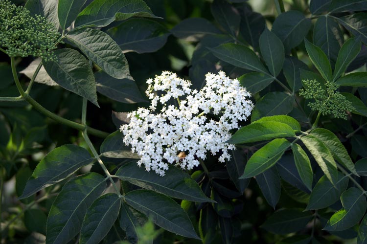 Sambucus nigra / Sambuco