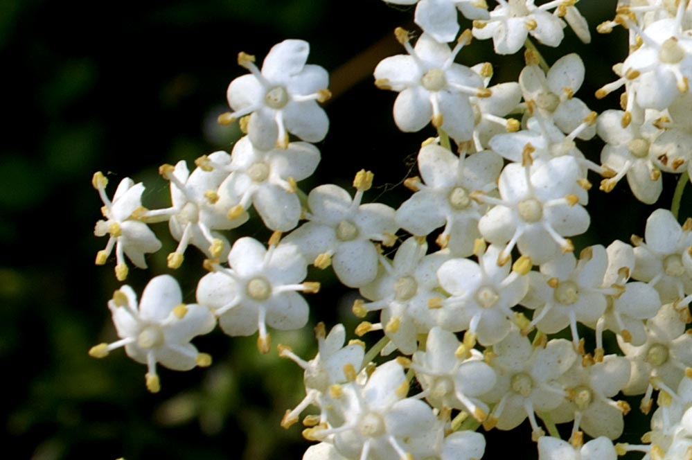 Sambucus nigra / Sambuco