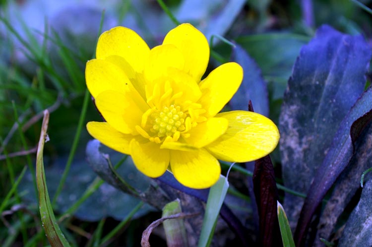 Ranunculus ficaria