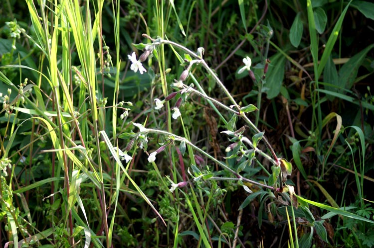 Silene latifolia (=Silene alba) / Silene bianca