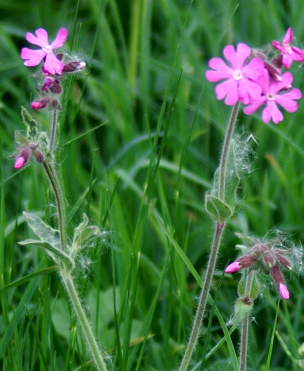 Silene dioica / Silene dioica