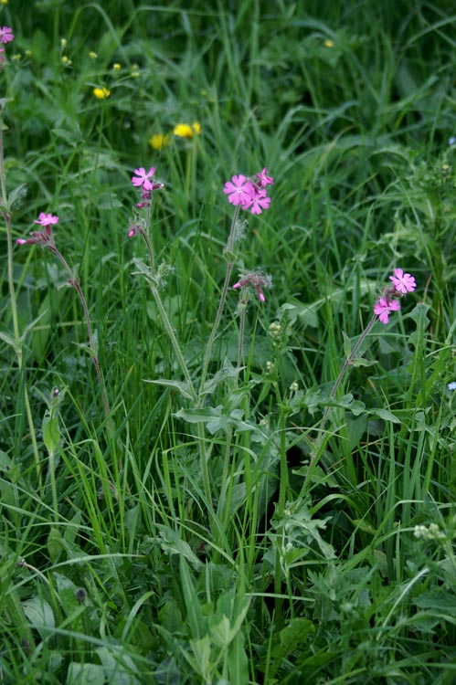 Silene dioica / Silene dioica