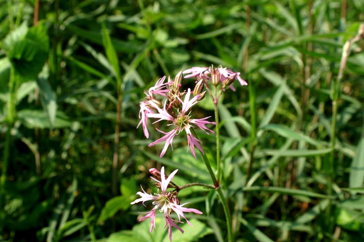 Lychnis flos-cuculi / Crotonella Fior di cuculo