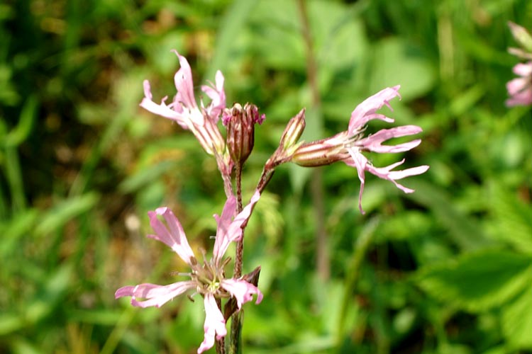 Lychnis flos-cuculi / Crotonella Fior di cuculo