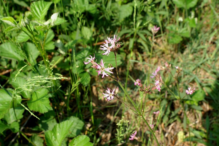 Lychnis flos-cuculi / Crotonella Fior di cuculo