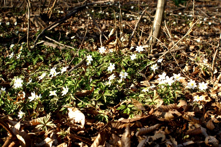 Anemone nemorosa / Anemone bianca, silvia