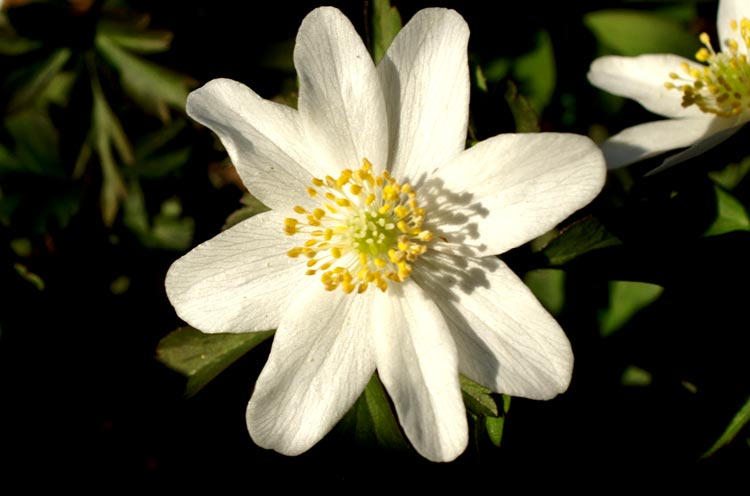Anemone nemorosa / Anemone bianca, silvia