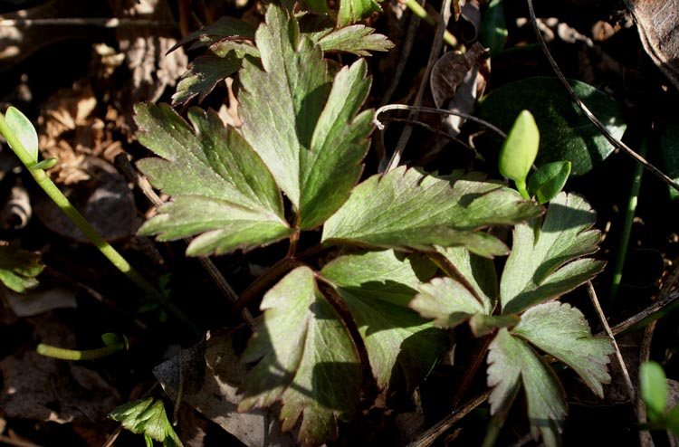Anemone nemorosa / Anemone bianca, silvia