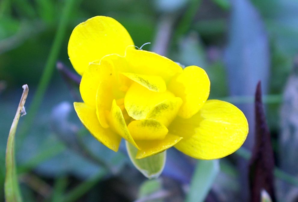 Ranunculus ficaria