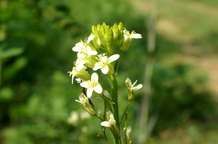 Turritis (=Arabis) glabra / Arabetta glabrescente