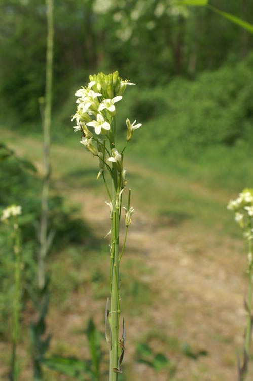 Turritis (=Arabis) glabra / Arabetta glabrescente