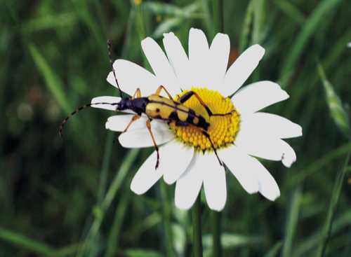 Strangalia maculata