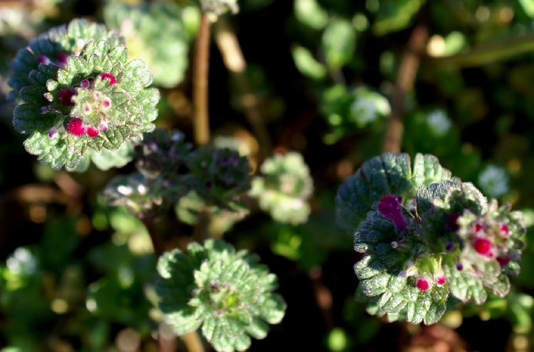 Lamium amplexicaule / Falsa-Ortica reniforme