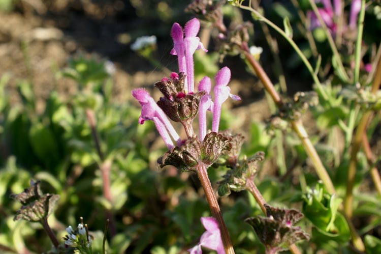 Lamium amplexicaule / Falsa-Ortica reniforme