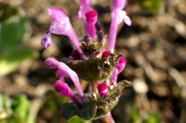 Lamium amplexicaule / Falsa-Ortica reniforme