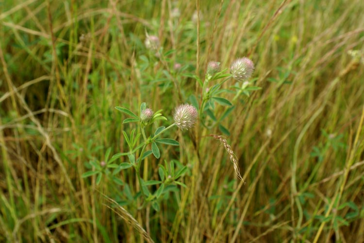 Trifolium arvense
