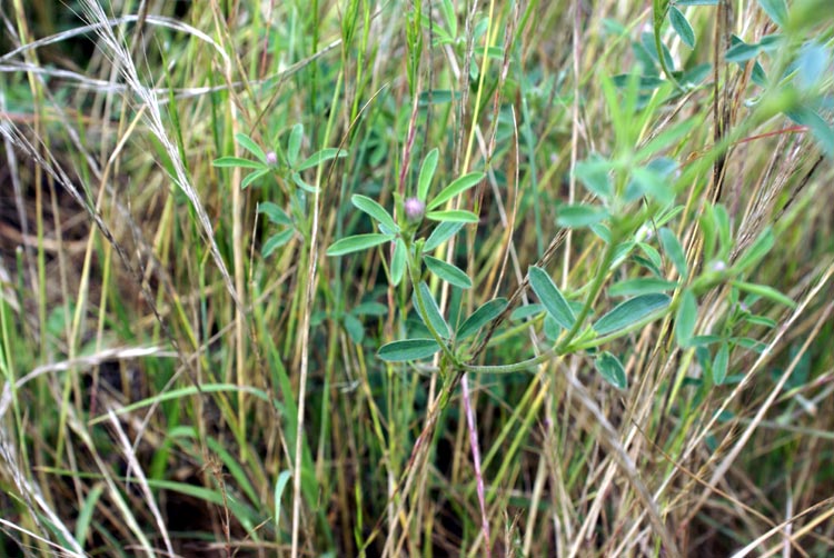 Trifolium arvense