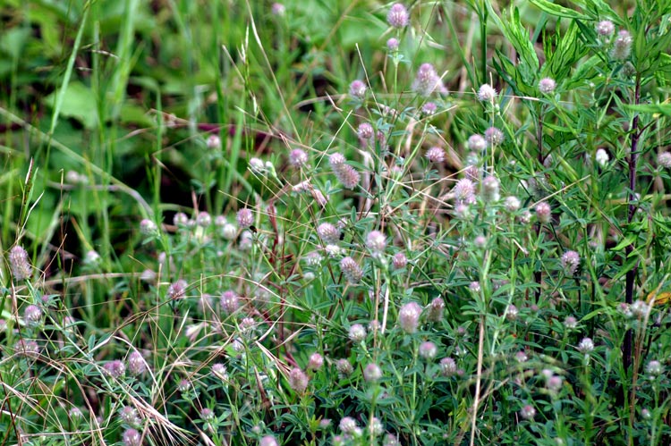 Trifolium arvense