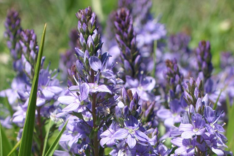 sui pascoli - Veronica sp.