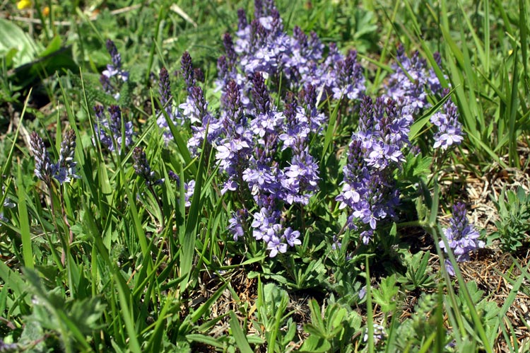 sui pascoli - Veronica sp.