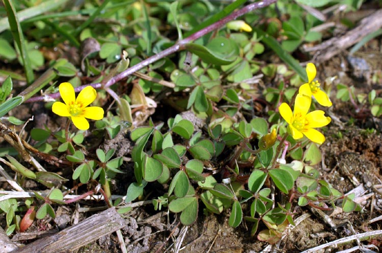 piccoli ma vistosi - Oxalis sp.