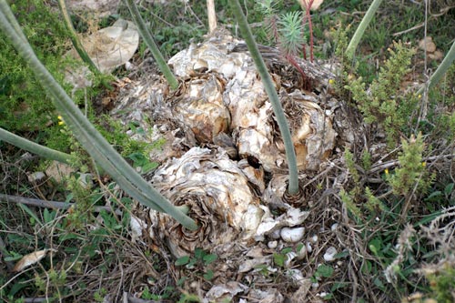 Charybdis maritima / Urginea maritima