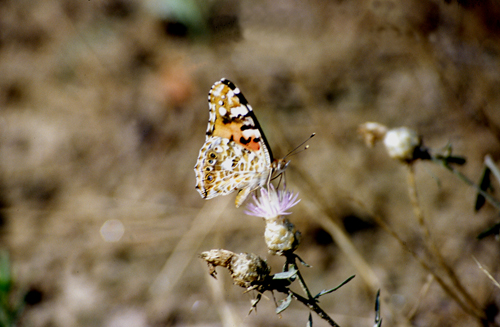 Melanargia galathea, Papilio machaon