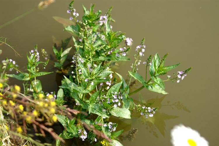 Veronica anagallis-aquatica / Veronica acquatica