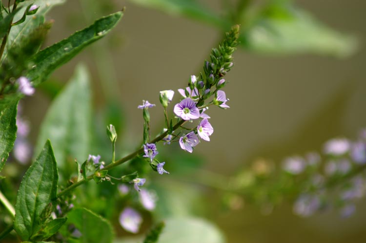 Veronica anagallis-aquatica / Veronica acquatica