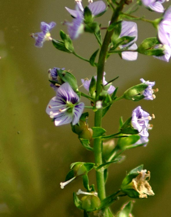 Veronica anagallis-aquatica / Veronica acquatica