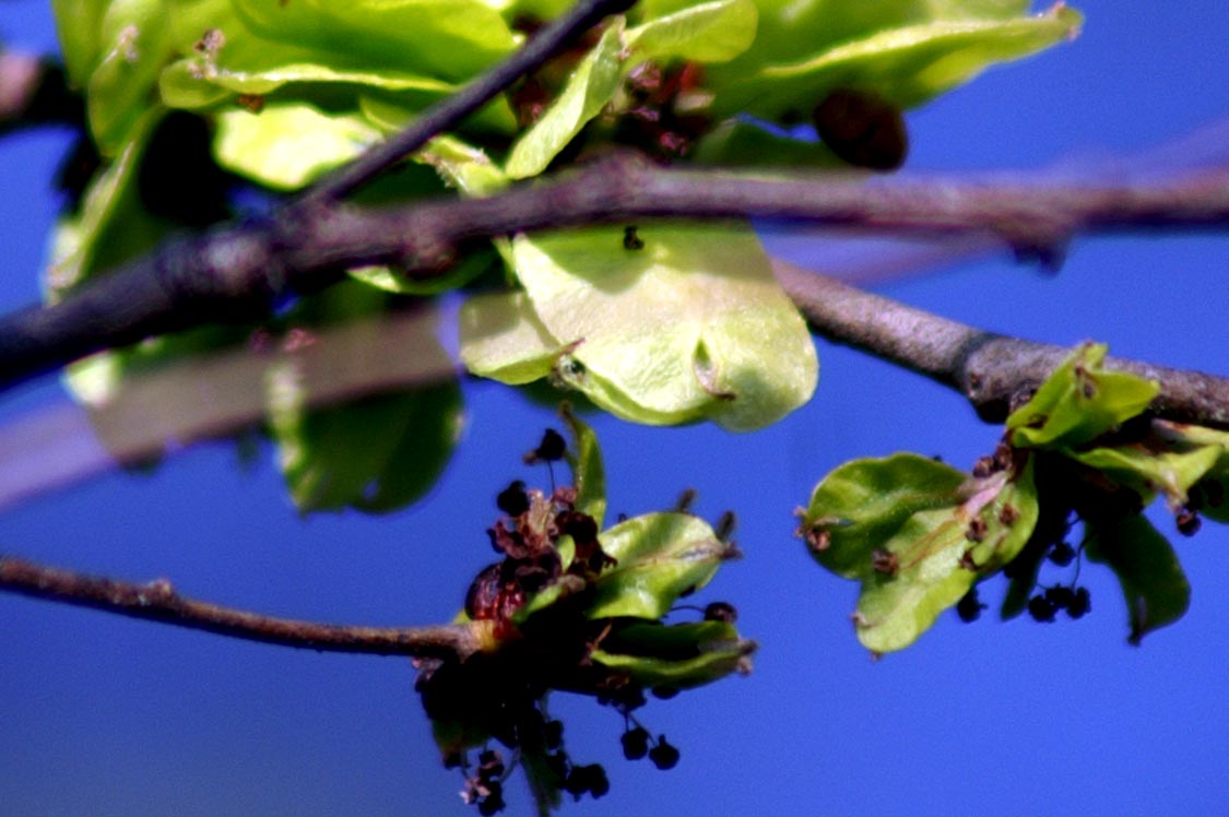 Ulmus minor ?