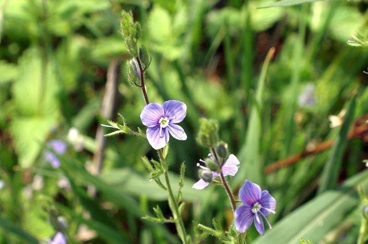 Veronica chamaedrys / Veronica comune