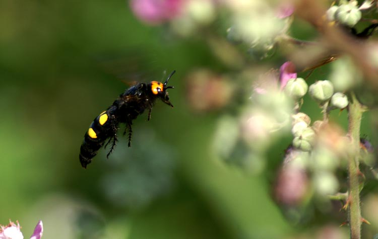 Scolia flavifrons (Hymenoptera, Scoliidae)