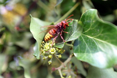 Il nome del vespone? - Vespa crabro