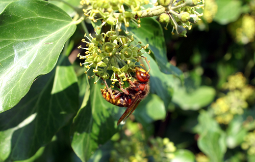 Il nome del vespone? - Vespa crabro