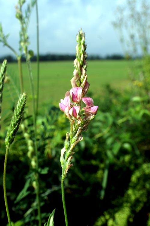 Onobrychis arenaria / Lupinella bianca