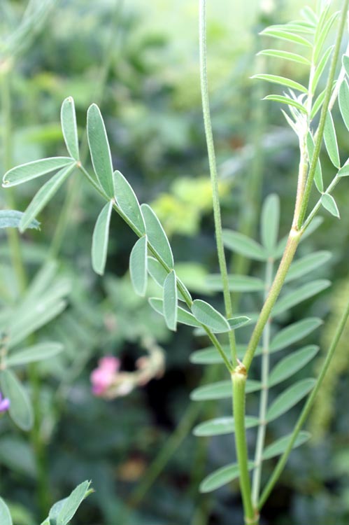 Onobrychis arenaria / Lupinella bianca