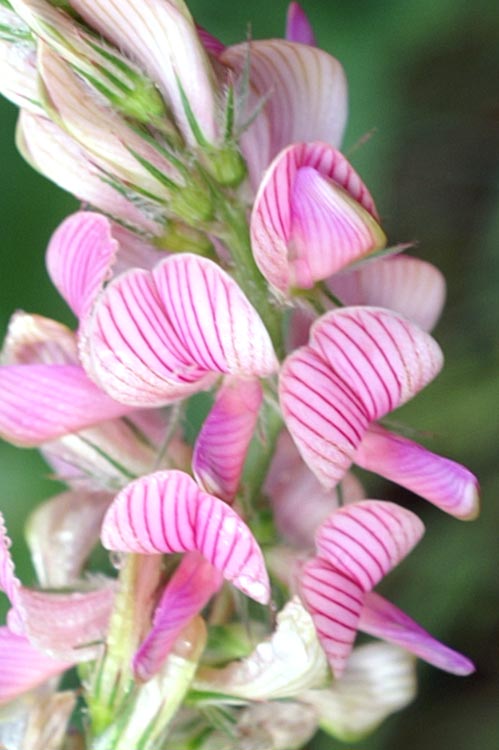 Onobrychis arenaria / Lupinella bianca