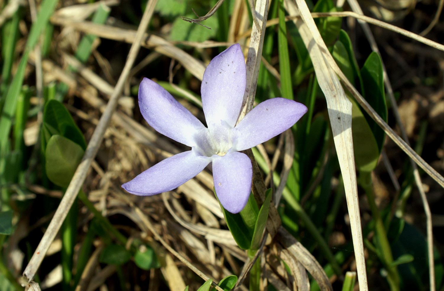 Vinca minor / Pervinca minore