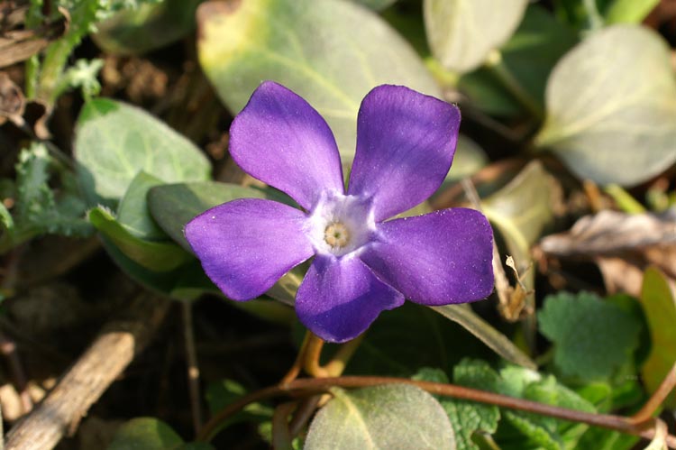Vinca major e Vinca minor