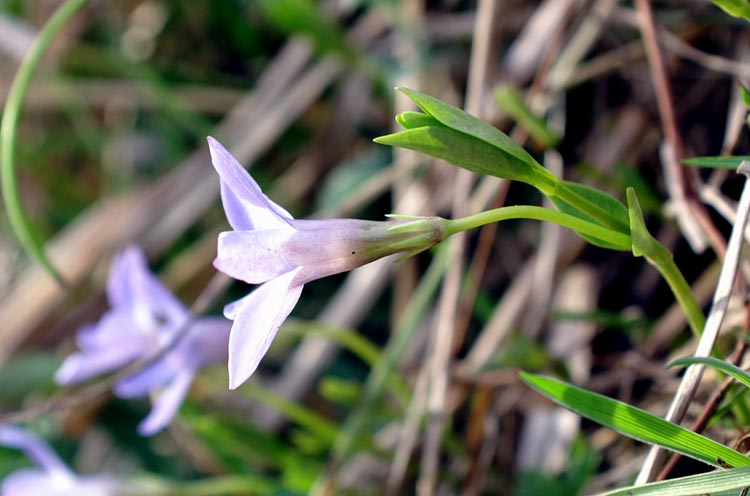 Vinca minor / Pervinca minore